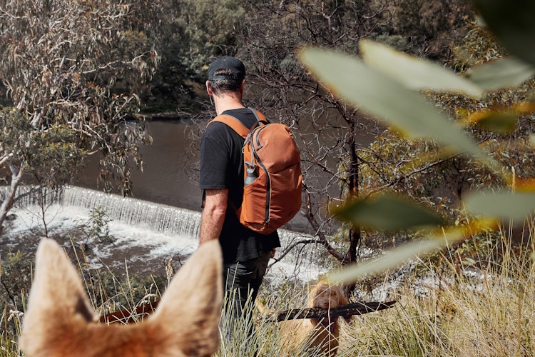 Amazon.com | Bellroy Venture Ready Pack 26L (with luggage